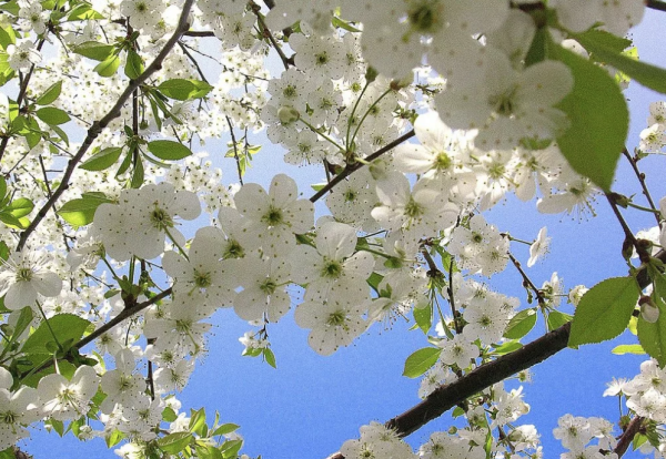 Весна в мае