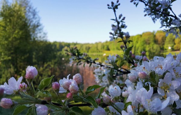 Черемуха солнце