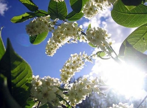 Поздняя Весна природа