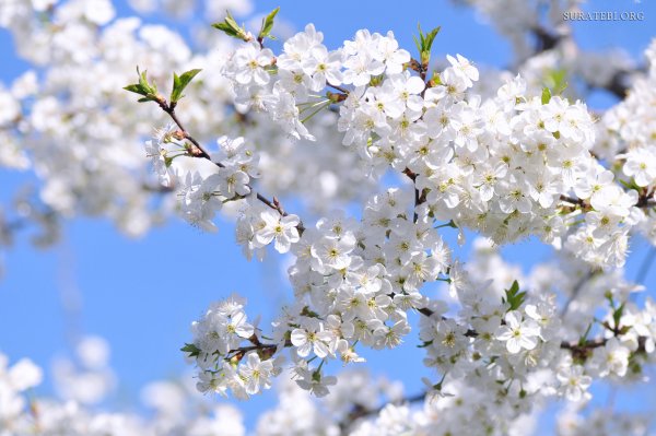 Весенний май