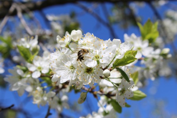 Майские цветы