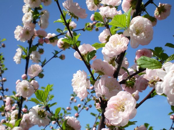 Яблоневый сад Тимирязевская