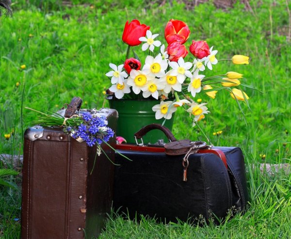 Пакует чемоданы лето