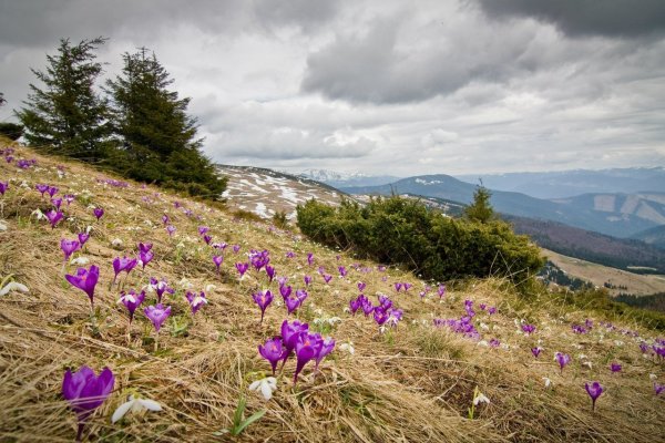 Долина крокусов в Карпатах