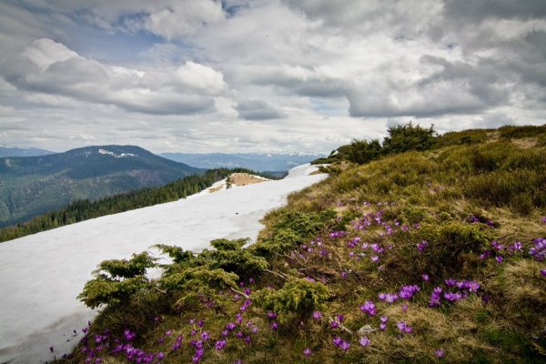 Весна в Карпатах