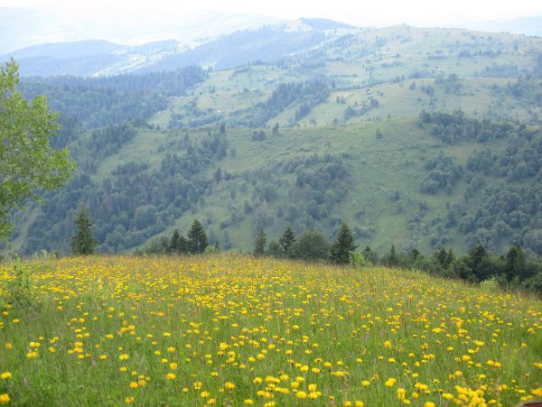 Горы Карпаты Украина Весна