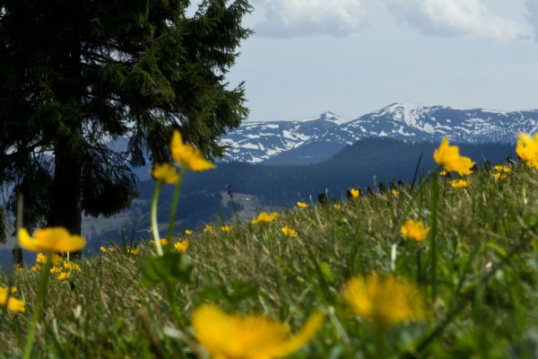 Карпаты Украина май