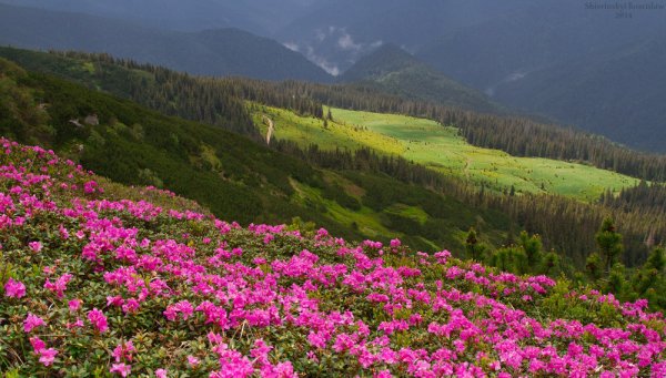 Карпаты Флора