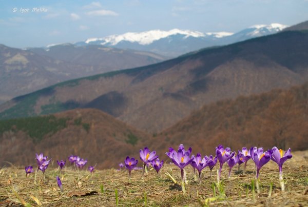 Крокусы Шафран цветут Карпаты