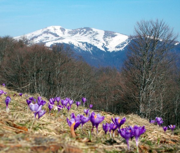 Весна в Карпатах