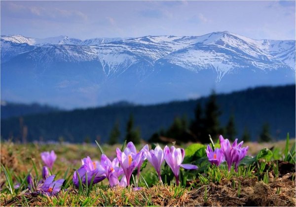 Крокус Архыз