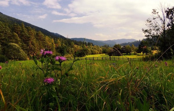 Карпаты Флора