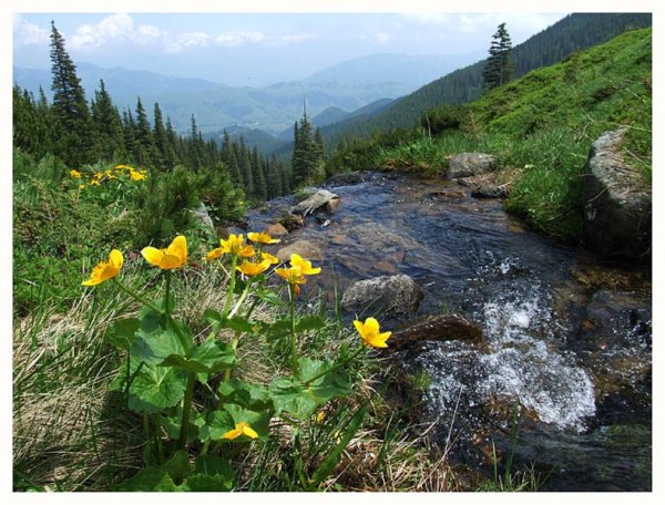 Горы Карпаты Украина Весна