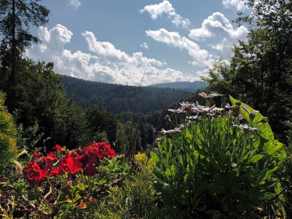 Цветы Карпат