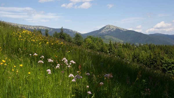 Кустарники Карпат