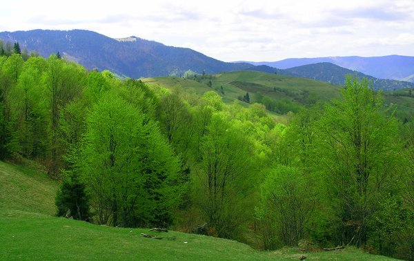 Карпаты горы Долина