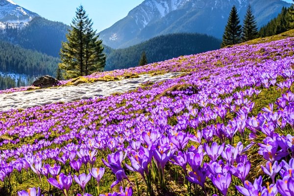 Крокусы в Хохоловской долине