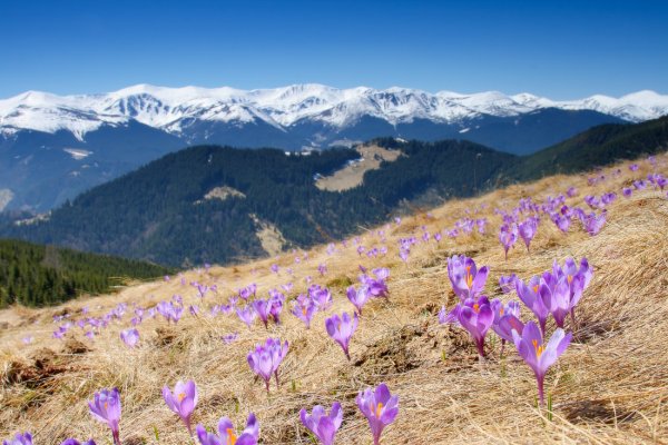 Крокусы Карпаты