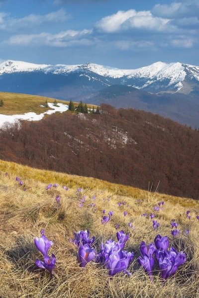 Горы Карпаты Весна