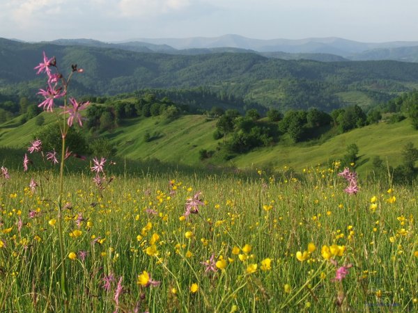 Карпаты Весна