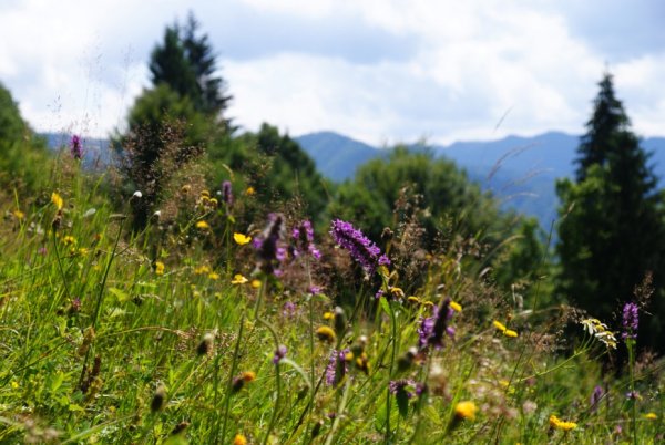 Гора Златибор Карпаты