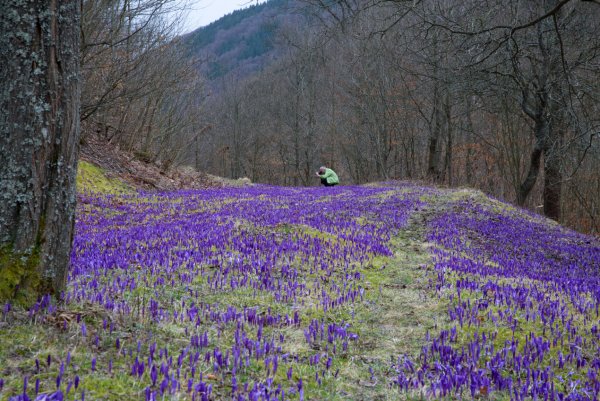 Долина крокусов в Карпатах