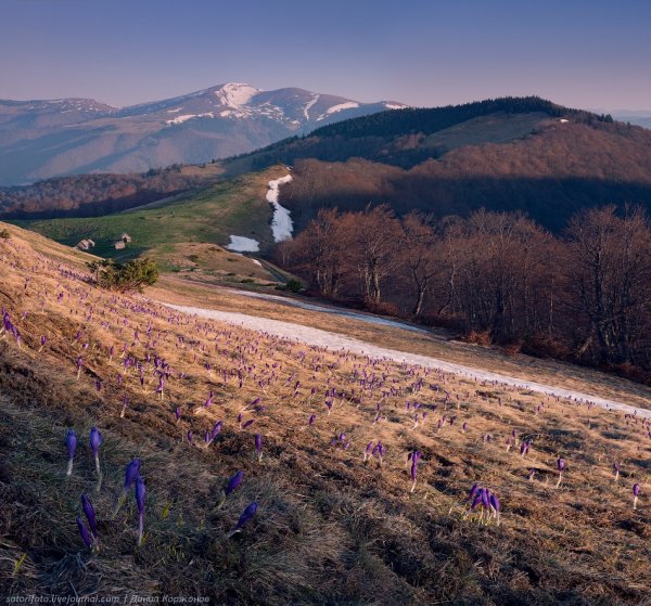 За Карпаты Украина