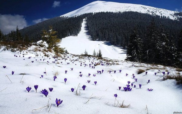 Горы Карпаты Весна