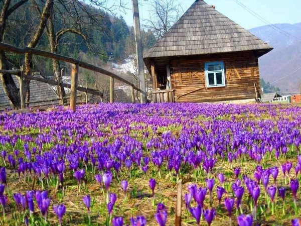 Карпаты Долина крокусов