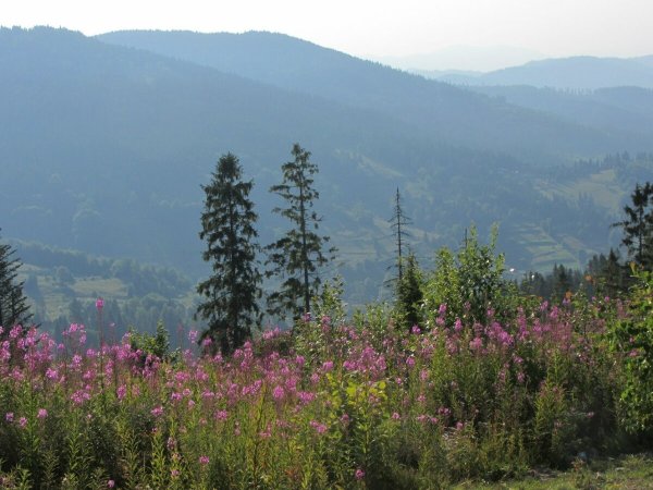 Карпаты Флора