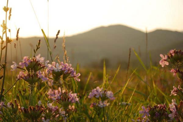 Весна в Карпатах