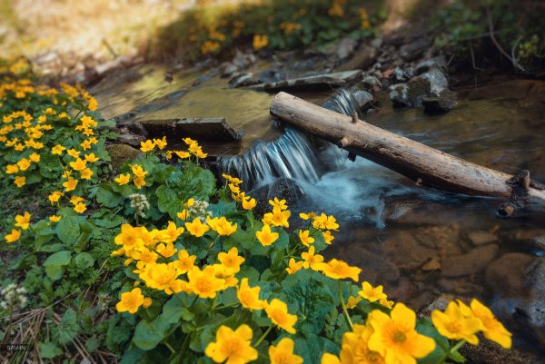 Весна в Карпатах фото