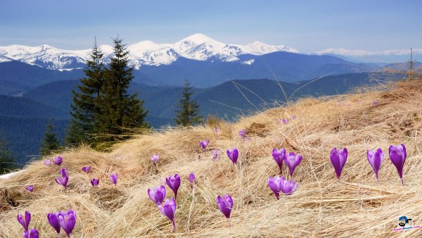 Долина крокусов в Карпатах