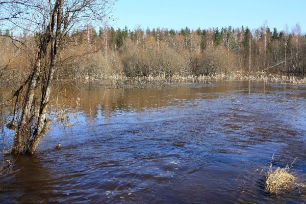 Обь весной река разливается