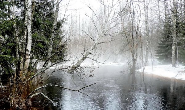 Половодье в лесу
