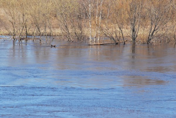 Храм Покрова на Нерли разлив