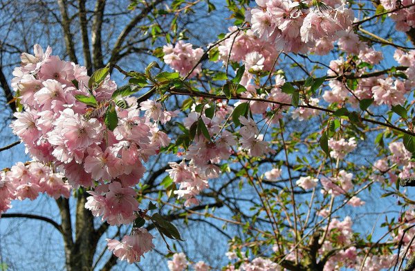 Таганрог цветение вишни