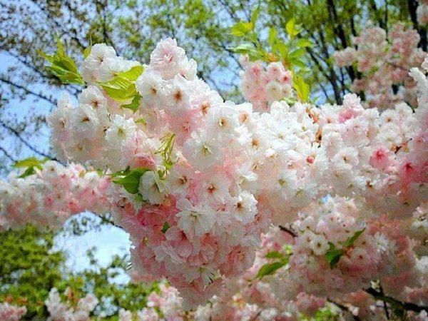 Весна природа