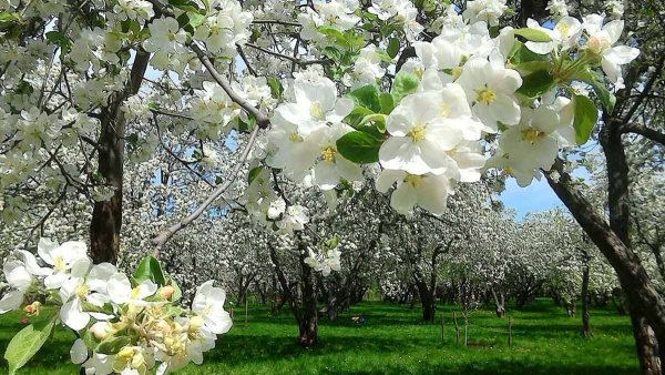 Парк Коломенское Яблоневый сад цветут