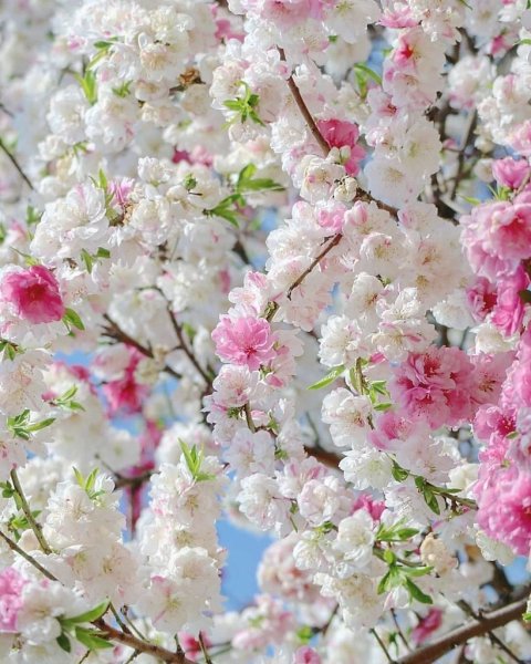 Весна цветет