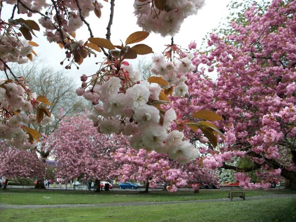 Пчела на цветущей яблоне