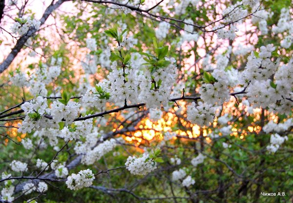 Весенний сад Живерни