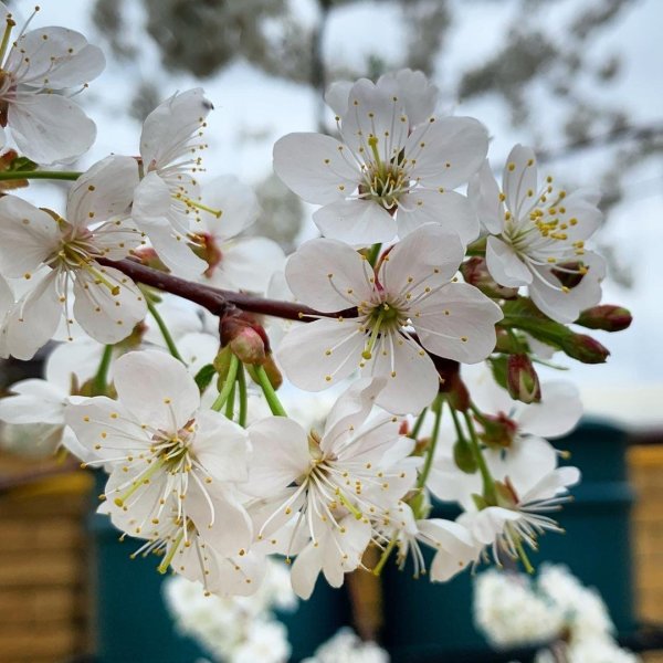 Цветение деревьев весной