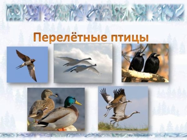 Проект перелетные птицы