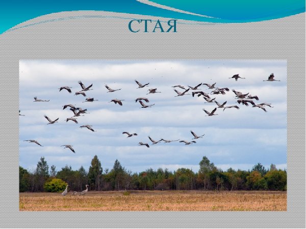 Перелетные птицы осенью для дошкольников