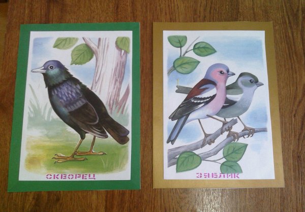 Дидактические карточки перелётных птиц для детей ДОУ