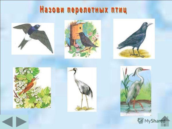 Перелетные птицы материал для дошкольников