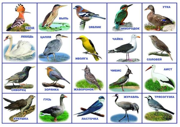 Перелётные птицы названия для детей список с картинками