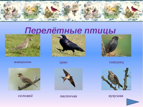 Какая птица лишняя