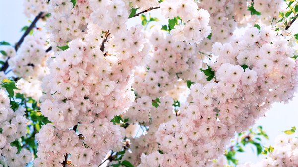 Весна природа